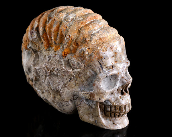 4.7" Foraminifera Fossil Hand Carved Crystal Skull Sculpture