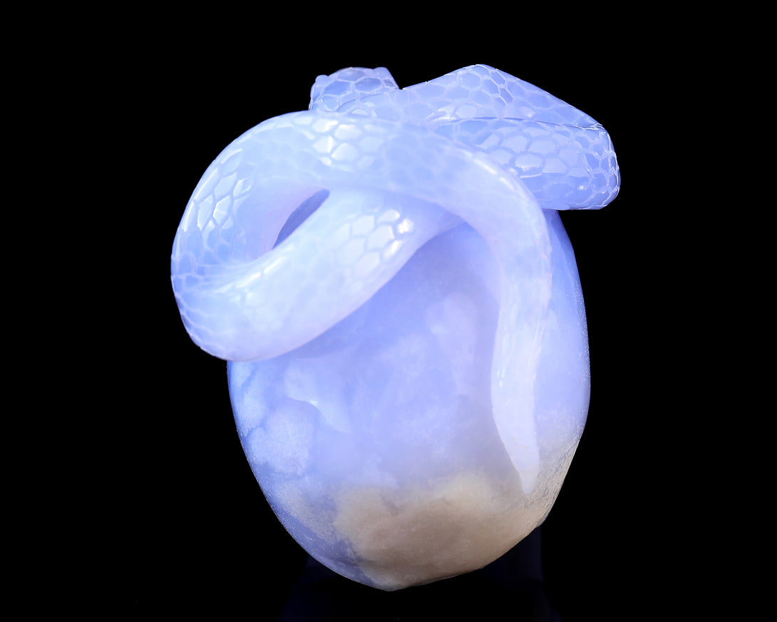 Unique 4.5" Blue Chalcedony Hand Carved Crystal Realistic Skull with Snake Sculpture crysvibe